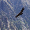 Resa till Peru Colca Canyon kondor