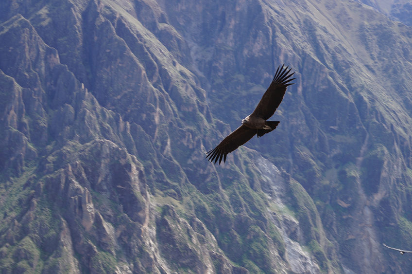 Resa till Peru Colca Canyon kondor
