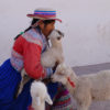 Resa till Peru Chivay kvinna lamm