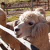 Resa till Peru Inkas heliga dal alpackafarm