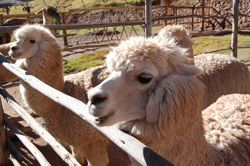 Resa till Peru Inkas heliga dal alpackafarm