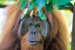 Borneo orangutangsafari och avkoppling på resort, 12 dagar
