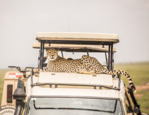 Resa Safari Serengeti gepard