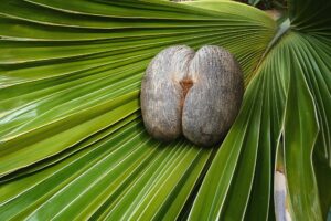Seychellerna resa, Praslin