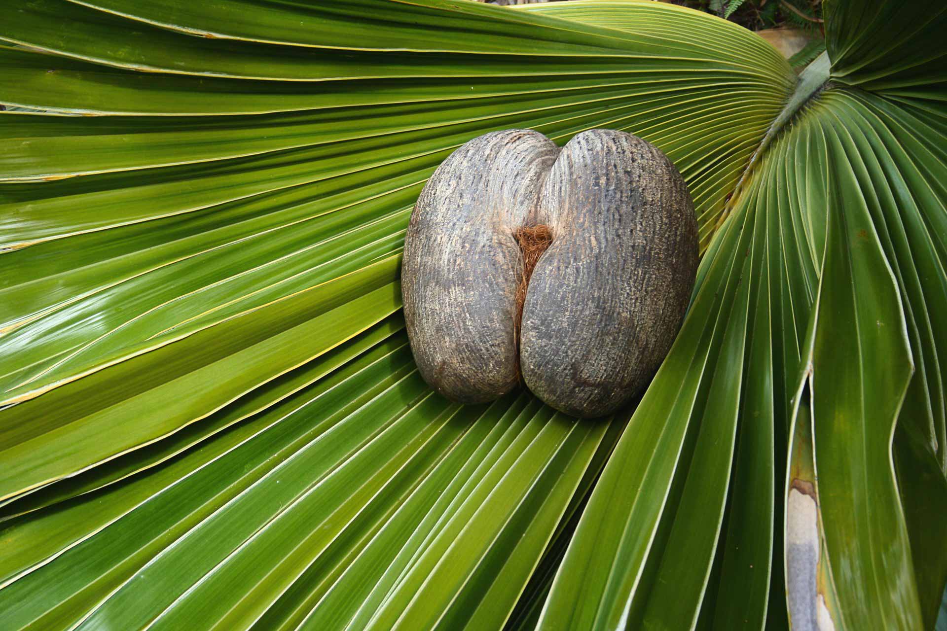 Seychellerna Det bästa av-3 Seychellerna resa, Praslin, saker att göra på Praslin