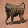 Resa till Tanzania safari Babian