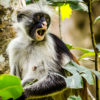 Resa till Tanzania safari Colobusapa