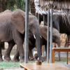 Resa till Tanzania safari elefanter