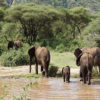 resa till Tanzania safari elefanter