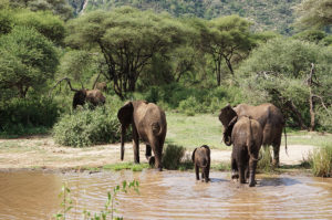resa till Tanzania safari elefanter