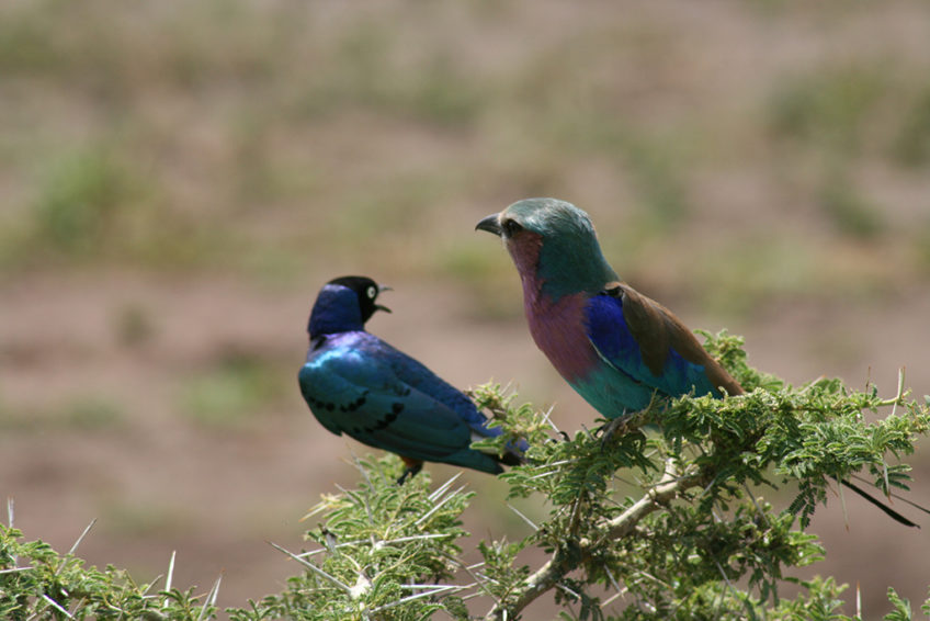Resa till Tanzania safari Lilabröstad blåkråka
