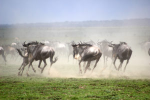 Gnuer Tanzania 