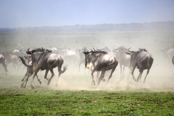Resa till Tanzania safari Tarangire
