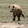 Resa till Tanzania safari hyena