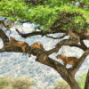 Resa till Tanzania safari lejon