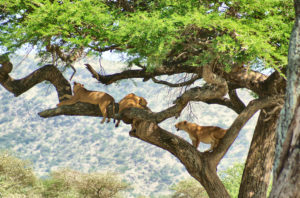 Resa till Tanzania safari lejon