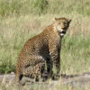 Resa till Tanzania safari leopard