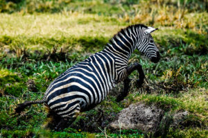 Resa till Tanzania safari Ngorongorokratern zebra