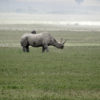 Resa till Tanzania safari i Ngorongorokratern noshörning