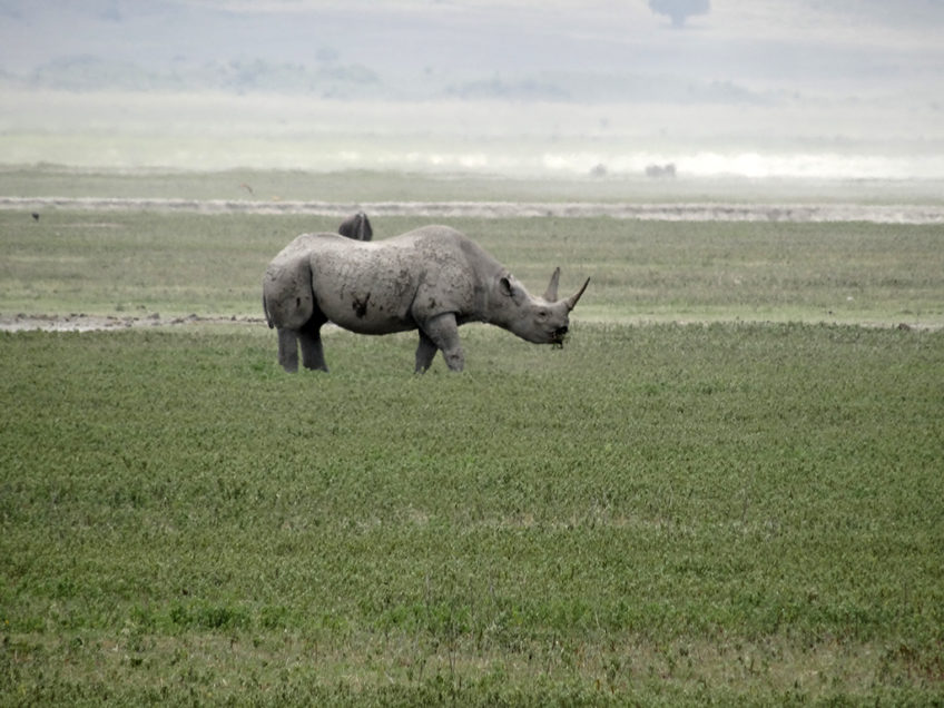 Resa till Tanzania safari i Ngorongorokratern noshörning