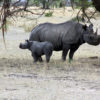 resa till tanzania safari noshörningar
