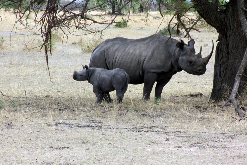 resa till tanzania safari noshörningar