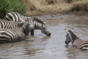 Resa till Tanzania safari zebror