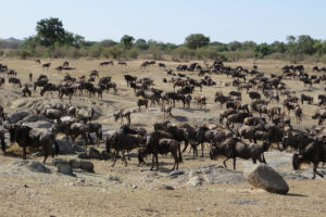 Resa till Tanzania safari gnu