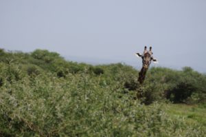 Nyfiken giraff, Lake Manyara, Tanzania