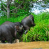 Resa till Malaysia Borneo Kinabatangfloden elefanter