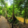 Resa till Malaysia Borneo Abai Jungle Lodge boardwalk