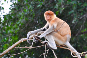 Resa till Borneo Malaysia safari näsapa