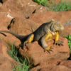 Resa till Ecuador Galapagos leguan