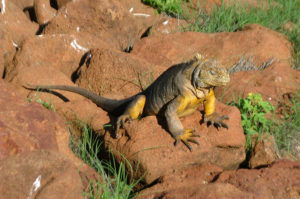 Resa till Ecuador Galapagos leguan