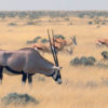 Resa till Namibia safari Etosha nationalpark Oryxantilop