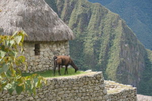 Resa till Peru Machu Picchu