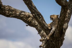 Tanzania safari leopard i träd