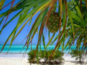 safari Tanzania zanzibar