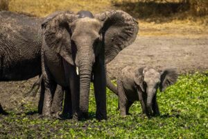 Åk på oförglömlig safari till Tanzania
