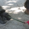 resa till Seychellerna sköldpadda