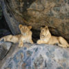Resa till Tanzania Serengeti safari lejon