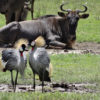 Resa till Tanzania safari Ngorongorokratern grå krontrana