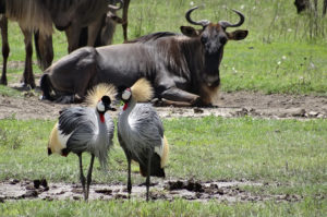Resa till Tanzania safari Ngorongorokratern grå krontrana