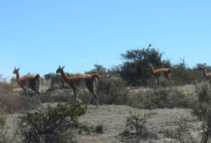 Resa till Argentina Guanaco