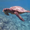 Resa till Seychellerna Karettsköldpadda