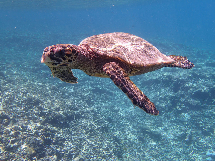 Resa till Seychellerna Karettsköldpadda