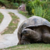 Resa till Seychellerna La Digue landsköldpadda