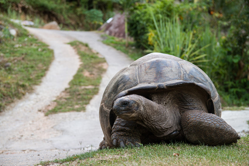 Resa till Seychellerna La Digue landsköldpadda