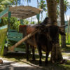 Resa till Seychellerna La Digue boskap