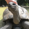 Resa till Seychellerna Kryssning Curieuse Island Sköldpadda
